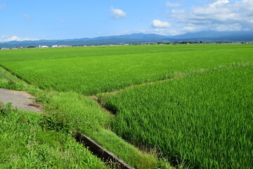 田植え２ヶ月後の水田