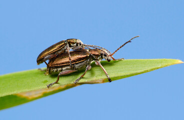Reed beetles (Donacia) male and female on a leaf