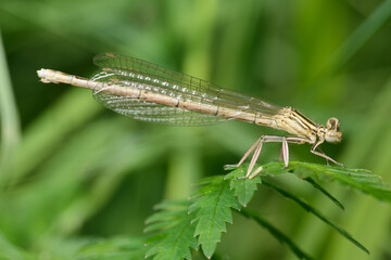 White-legged damselfly or Blue featherleg (Platycnemis pennipes)
