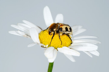 Bee beetle (Trichius fasciatus) on a flower