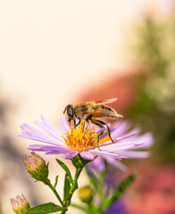 Male common drone fly 'Eristalis tenax' hover fly is collecting pollen from a yellow and pink flower, Aster frikartii 'Monch' with soft background. Ferndown. Dorset, UK