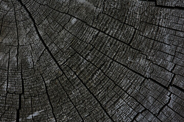 background texture old tree rings log round