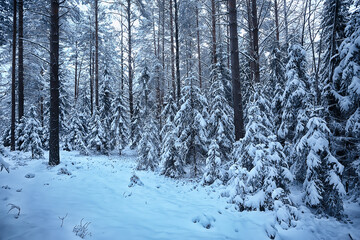 winter fir trees in the forest landscape with snow covered in december
