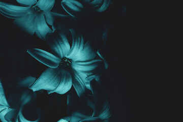 Hyacinth flower under blue light in the dark close up