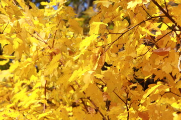 autumn leaves background