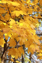 autumn leaves in the water