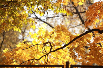 autumn leaves in the forest