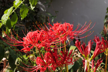 彼岸花