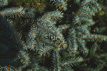 Branches of blue fir tree. pine needles close up