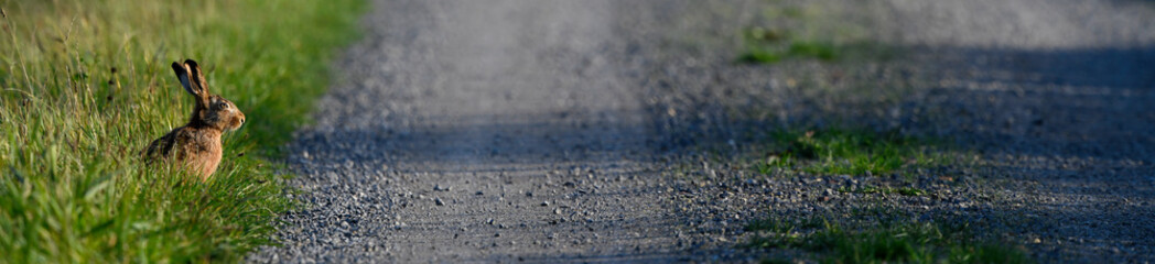 Brown hare on a Field path  // Feldhase auf einem Feldweg  (Lepus europaeus)