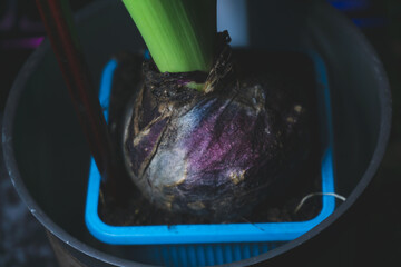 Germinated hyacinth flower bulb close up. sprout of the houseplant