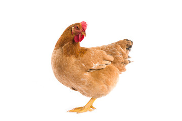 Brown hen isolated on white background