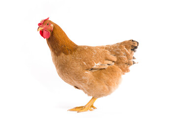 Brown hen isolated on white background
