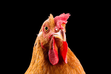 closeup of brown female chicken hen isolated on black backgrounde