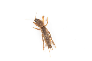 Mole cricket isolated on white background.