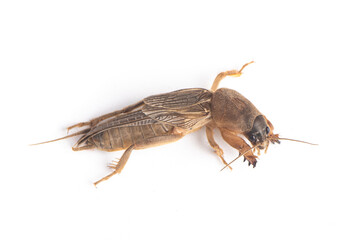 Mole cricket isolated on white background.