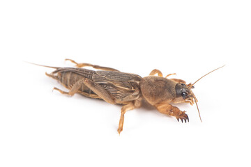 Mole cricket isolated on white background.