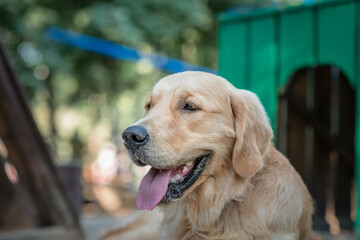 Purebred beautiful golden retriever for a walk in the park.