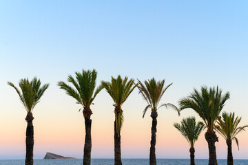 Fototapeta na wymiar Row of palm trees with the horizon of the sea and the rock of Benidorm, Alicante, Valencia in Spain.