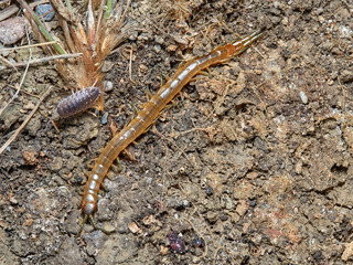 Yellow giant centipedes. Scolopendra oraniensis.  