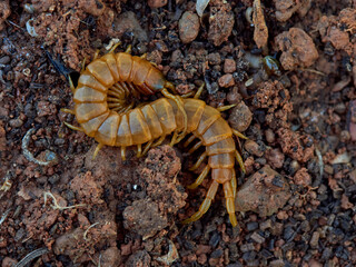 Yellow giant centipedes. Scolopendra oraniensis.  