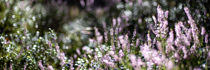 Wild heather in the forest on a sunny morning, calluna vulgaris