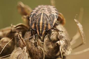 Detailed facial closeup on an Italian red stripd shieldbug sitting on dried vegetation