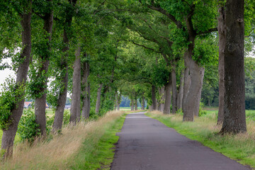 Small street with curve and trees trunk along the way in Holland, Summer landscape view with a row of tree on the both side of the road in Dutch countryside in province of Overijssel, Netherlands.