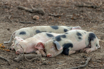 Group of yong domestic pig sleeping on the ground, Pot-bellied pig they are mainly black in colour,...