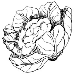 Cauliflower