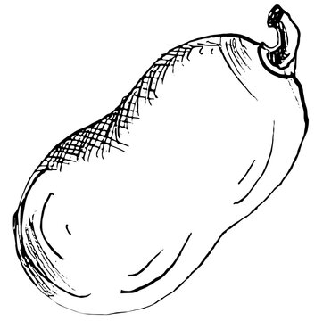 "Ash Gourd" Images – Browse 3,731 Stock Photos, Vectors, and Video
