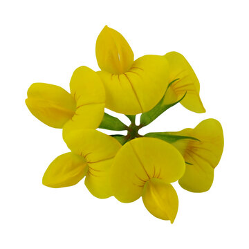 single yellow flower 