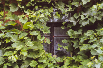 Window in the house overgrown with plants
