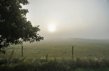 Nebelmorgen im Lipperbruch