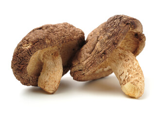 Shiitake mushroom on the White background 