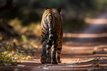 A young tigress walks away on the safari path at Dudhwa National Park - obrazy, fototapety, plakaty