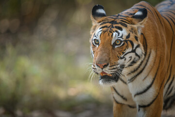 Portrait of dominant tigress with a blurred background at Kanha National park, Madhya Pradesh showing head and face details