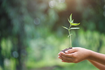 Fototapeta na wymiar Human hands holding plants. World environment day concept