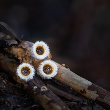 Bird’s nest fungi (Crucibulum laeve) grow on fallen branches on the forest floor. Vertical format.