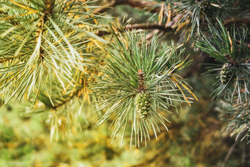 Young cones on fir branches, summer time