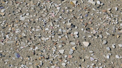 Fragments of shells scattered on the sandy beach