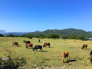 Brown cows grazing under blue sky on Hong Kong ,Sai Kung