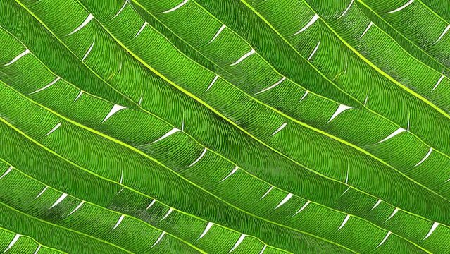 Tropical banana leaf Wallpaper, Luxury nature leaves animation design, Golden banana leaf line arts, print, cover, render.