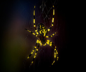 Kreuzspinne im Spinnennetzt