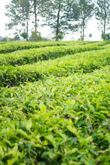 Tea Cultivation in Puncak Bogor, Indonesia
