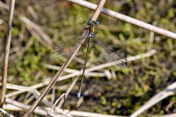 Kleine Binsenjungfer // Small spreadwing (Lestes virens) 