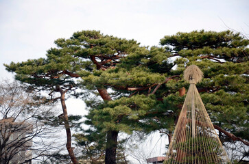 庭園の松