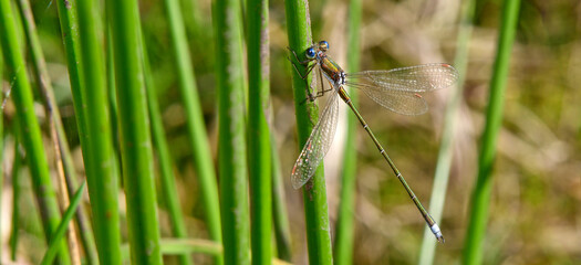 Small spreadwing // Kleine Binsenjungfer (Lestes virens) 