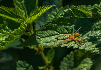 Eine gelb orange Spinne sitzt auf einem Blatt und wartet auf Beute