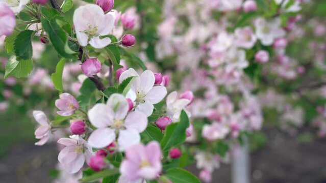 Beautiful white-pink spring apple tree flowers blossom close-up. Spring flowering apple - orchard branches sway in the wind. Camera moving along branch and refocusing from one flower to another. 4k